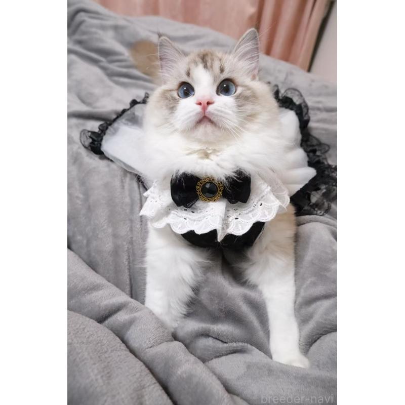 高新凱ブリーダーの詳細