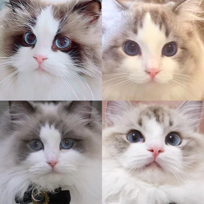 高新凱ブリーダーの詳細の1枚目