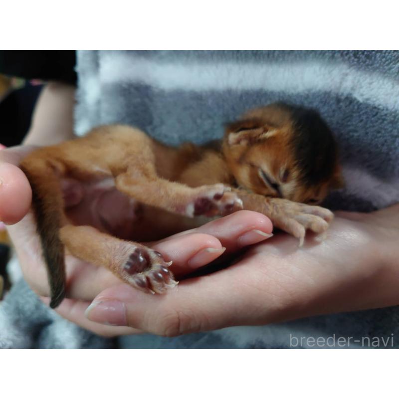 別所りつ子ブリーダーの詳細の1枚目