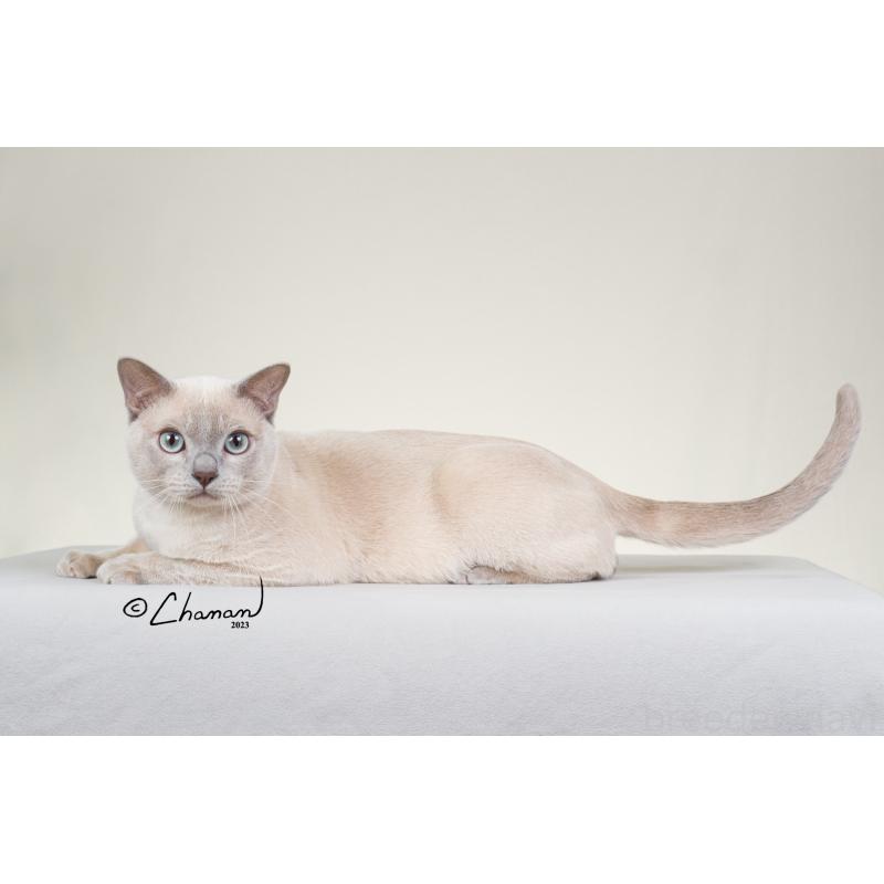 山下久乃ブリーダーの詳細