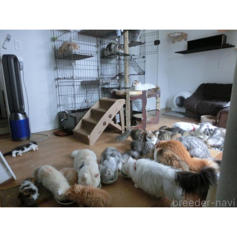 吉村健児ブリーダーの詳細