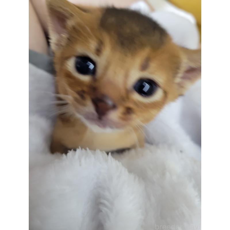 別所りつ子ブリーダーの詳細