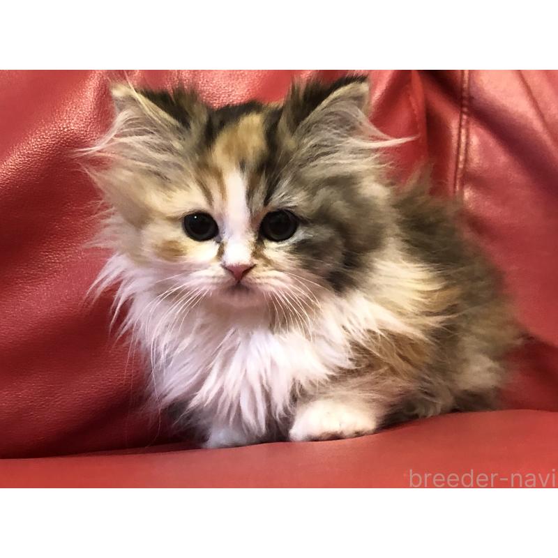 西岡正子ブリーダーの詳細