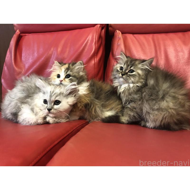 西岡正子ブリーダーの詳細