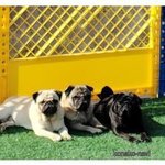 峰田美喜子ブリーダー