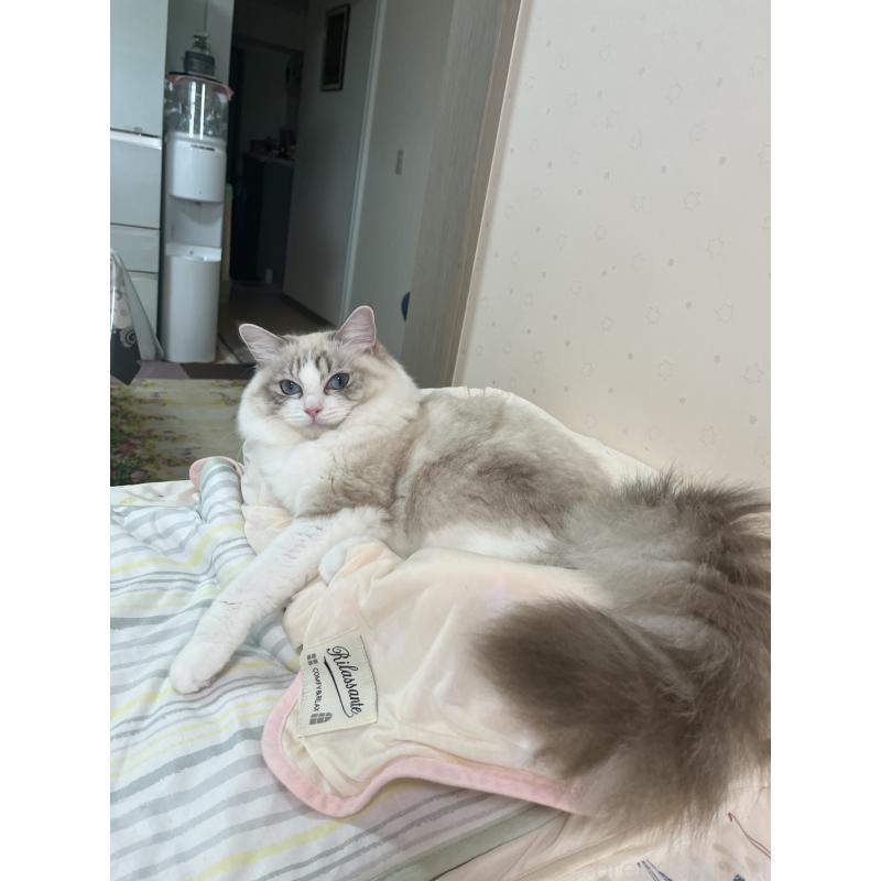 田中伶佳ブリーダーの詳細の1枚目