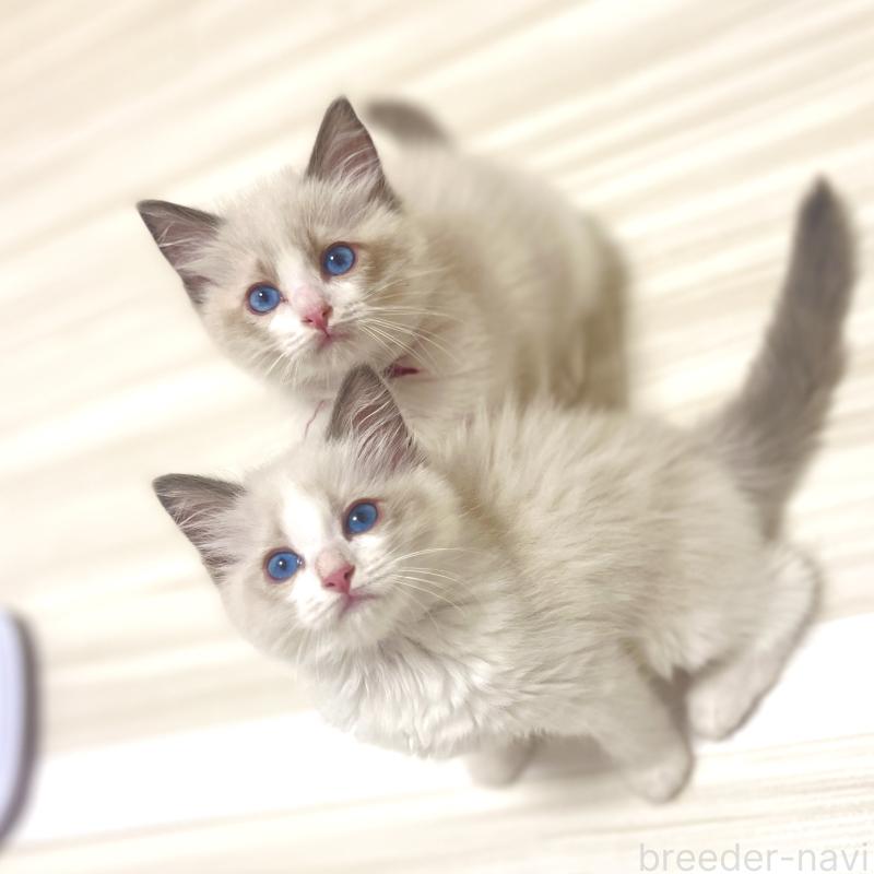 西牧慶子ブリーダーの詳細の1枚目