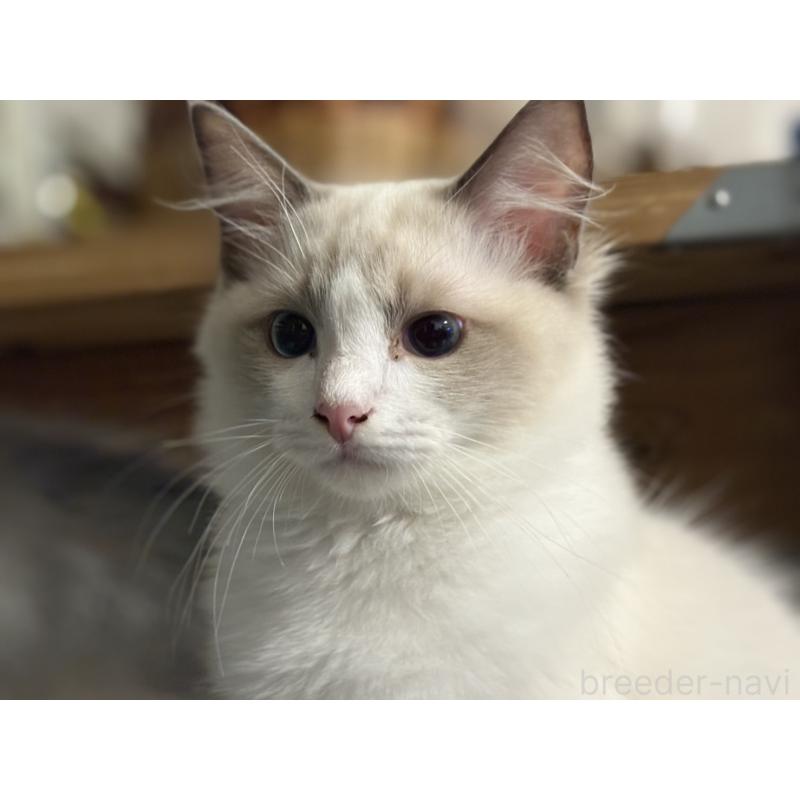 西牧慶子ブリーダーの詳細