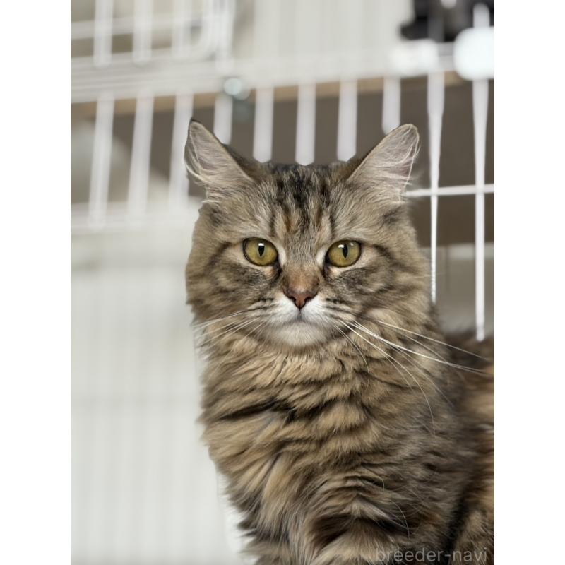 西牧慶子ブリーダーの詳細