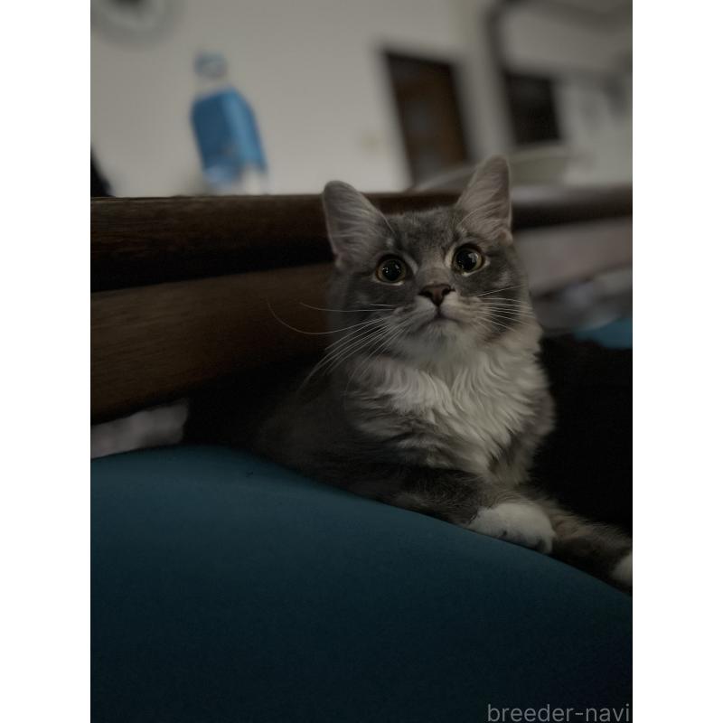 西牧慶子ブリーダーの詳細