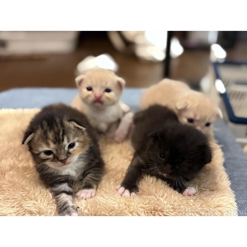 西牧慶子ブリーダーの詳細