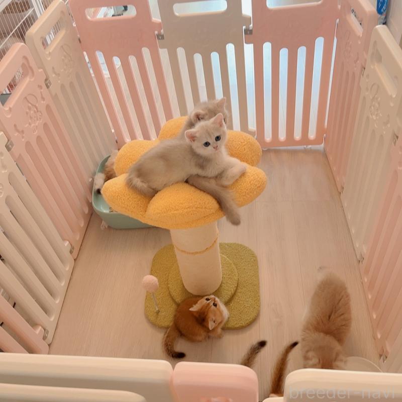 津田如茉ブリーダーの詳細