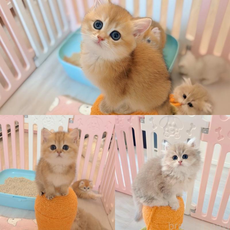 津田如茉ブリーダーの詳細