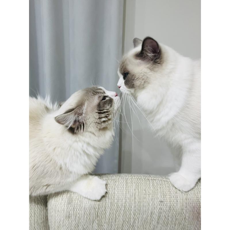 永林英恵ブリーダーの詳細の1枚目