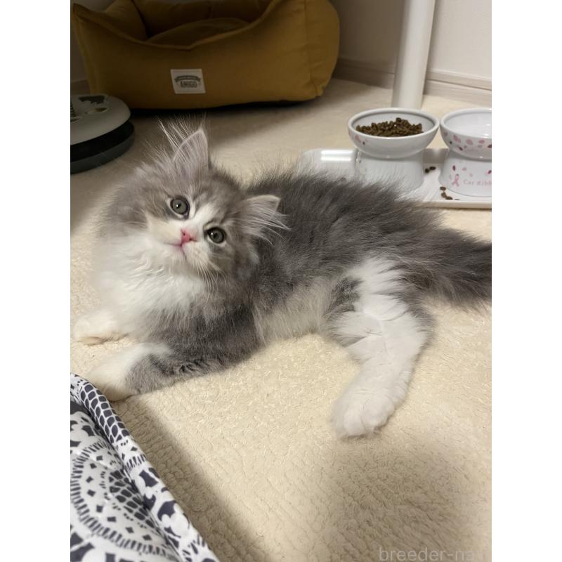 永林英恵ブリーダーの詳細