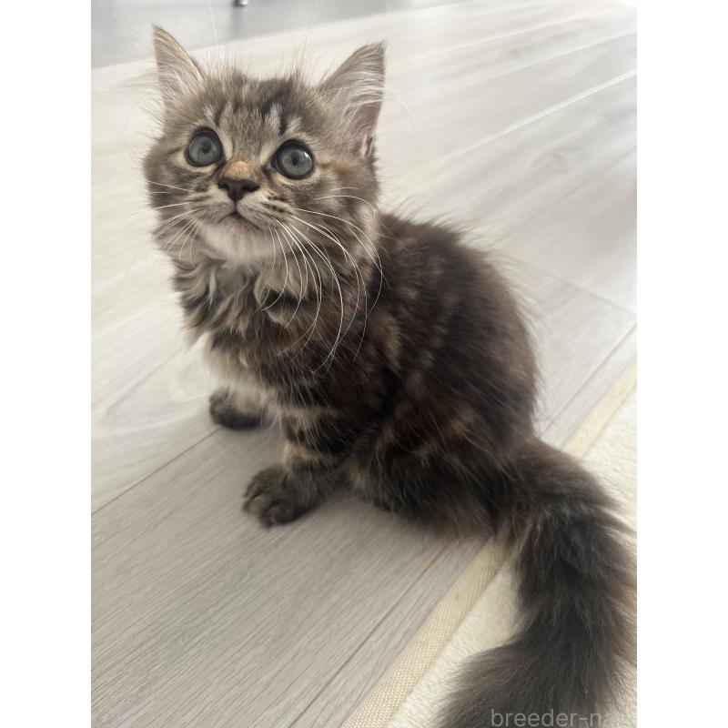 永林英恵ブリーダーの詳細