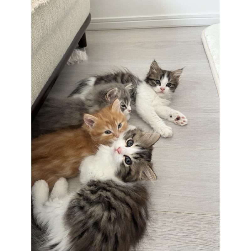 永林英恵ブリーダーの詳細