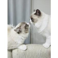 永林英恵ブリーダー