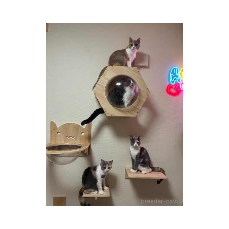 中島真理ブリーダーの詳細