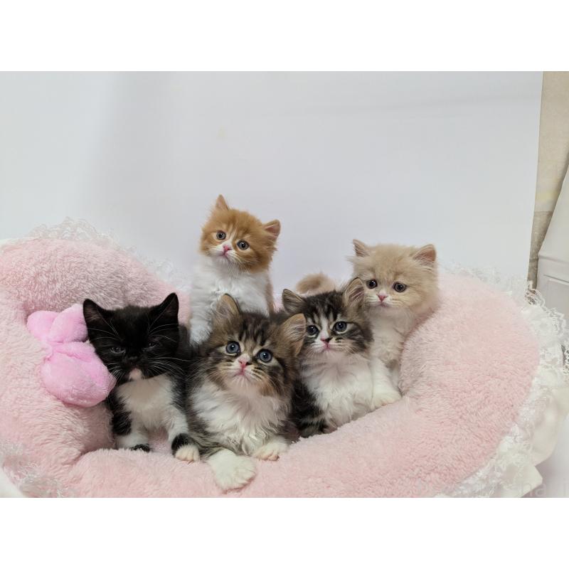 大塚真利子ブリーダーの詳細の1枚目