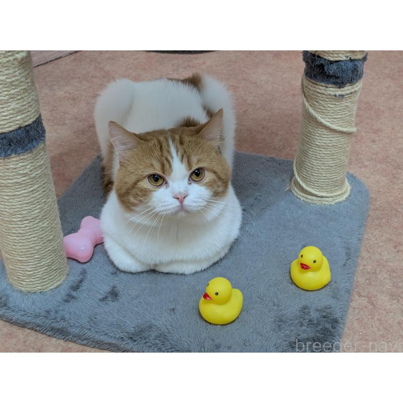 大塚真利子ブリーダーの詳細