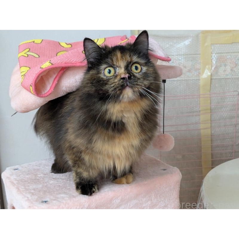 大塚真利子ブリーダーの詳細