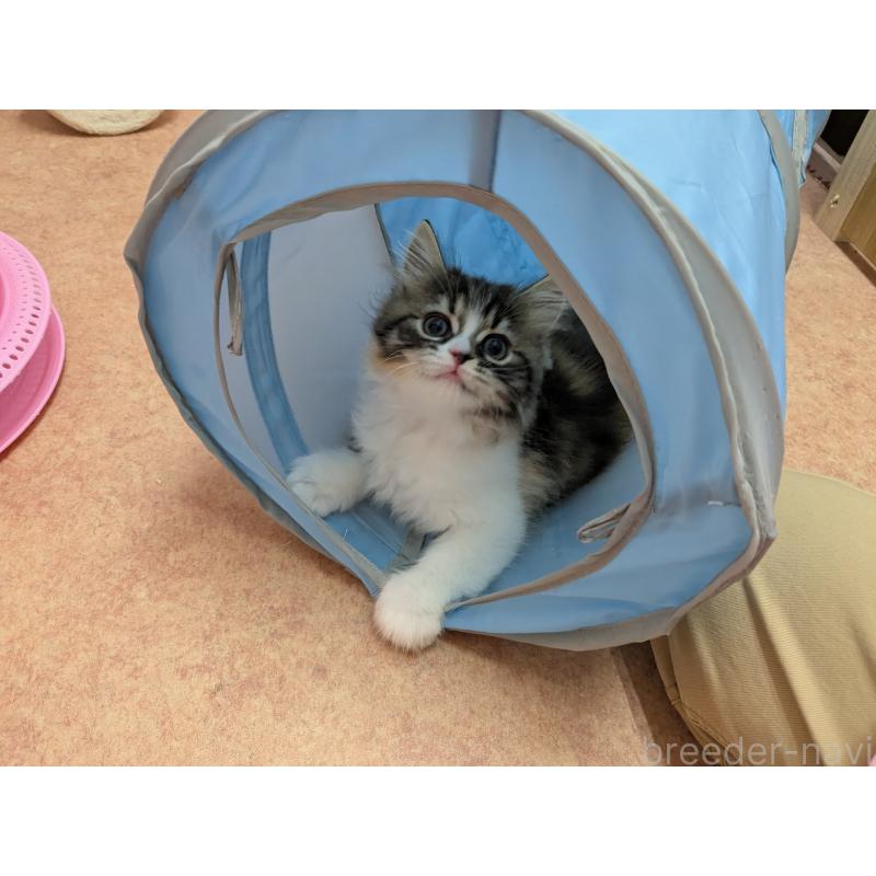 大塚真利子ブリーダーの詳細