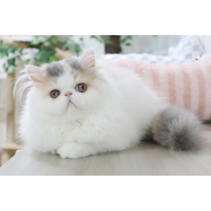 米本早那ブリーダーの詳細の1枚目