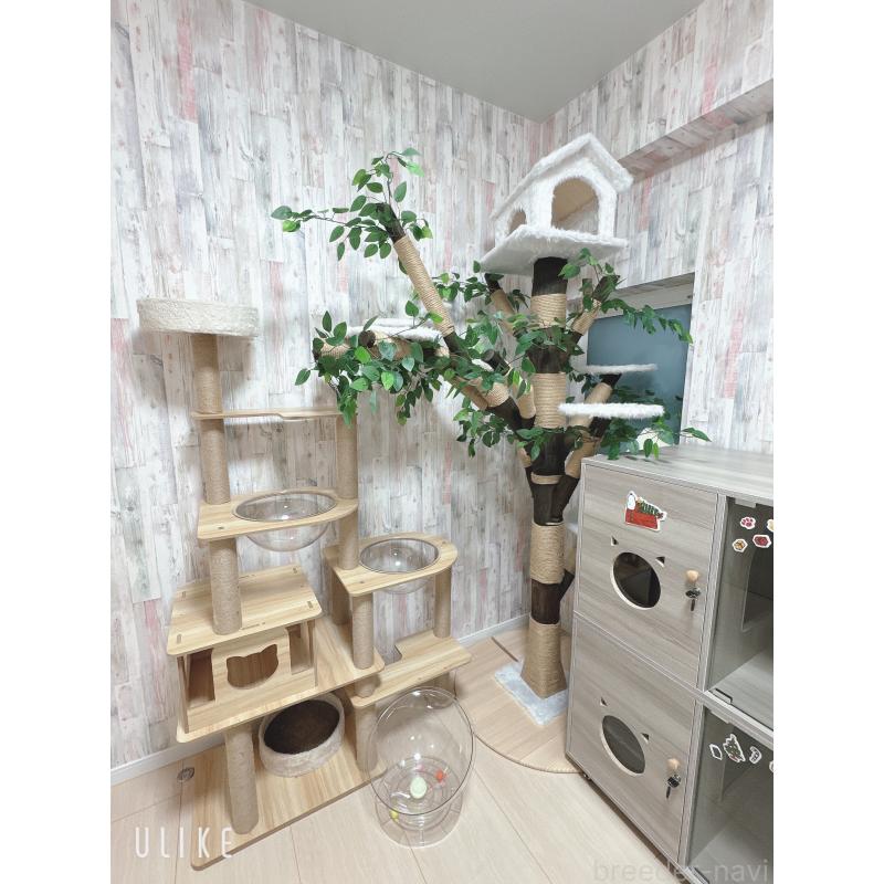 米本早那ブリーダーの詳細