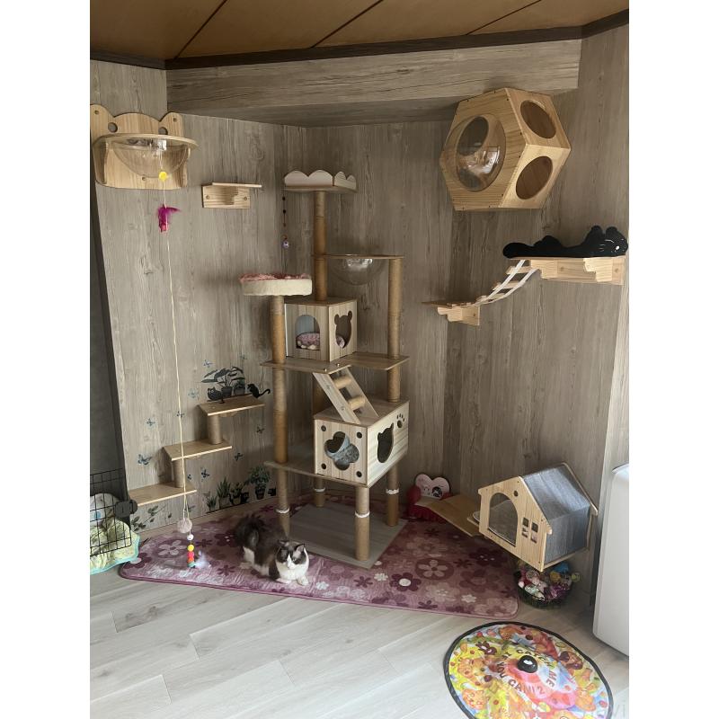 田中伶佳ブリーダーの詳細