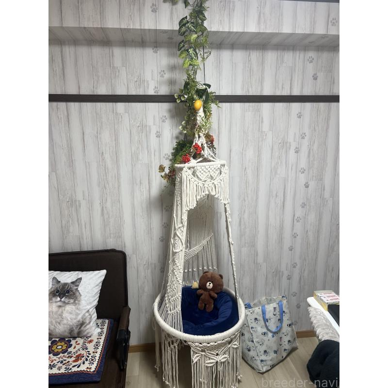 田中伶佳ブリーダーの詳細