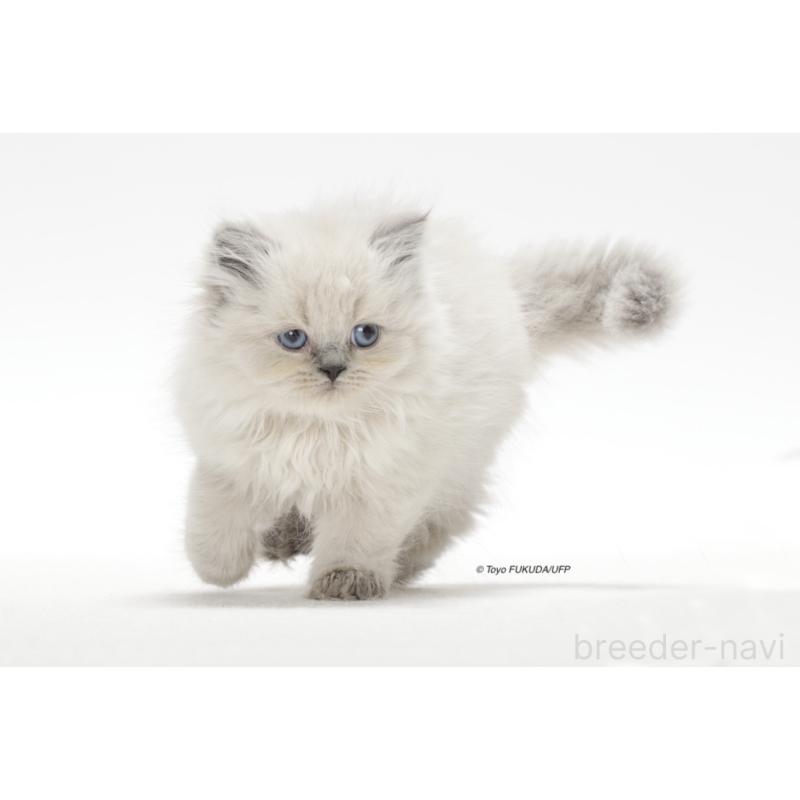 永井由美ブリーダーの詳細