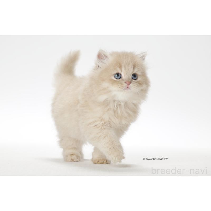 永井由美ブリーダーの詳細