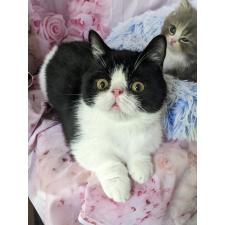 永井由美ブリーダー