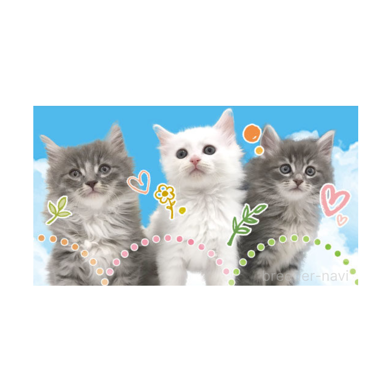 川井照久ブリーダーの詳細の1枚目