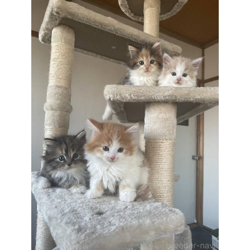 川井照久ブリーダーの詳細