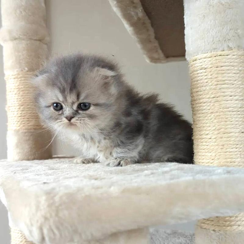 川井照久ブリーダーの詳細