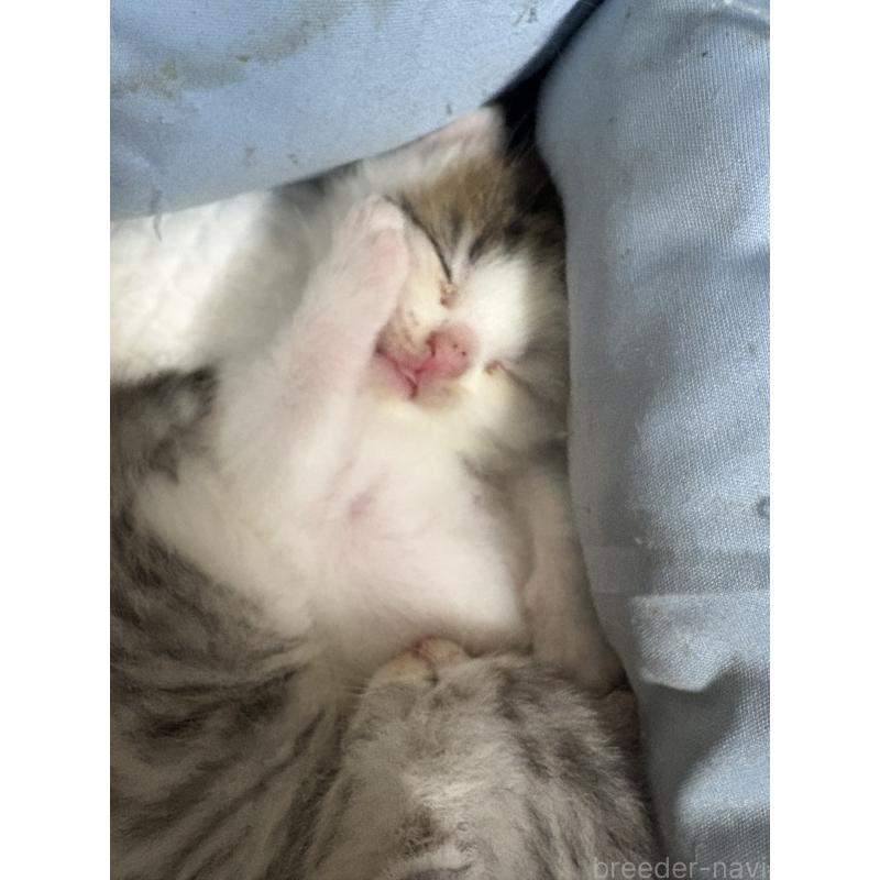 玉田裕太郎ブリーダーの詳細の1枚目