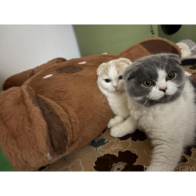 玉田裕太郎ブリーダーの詳細