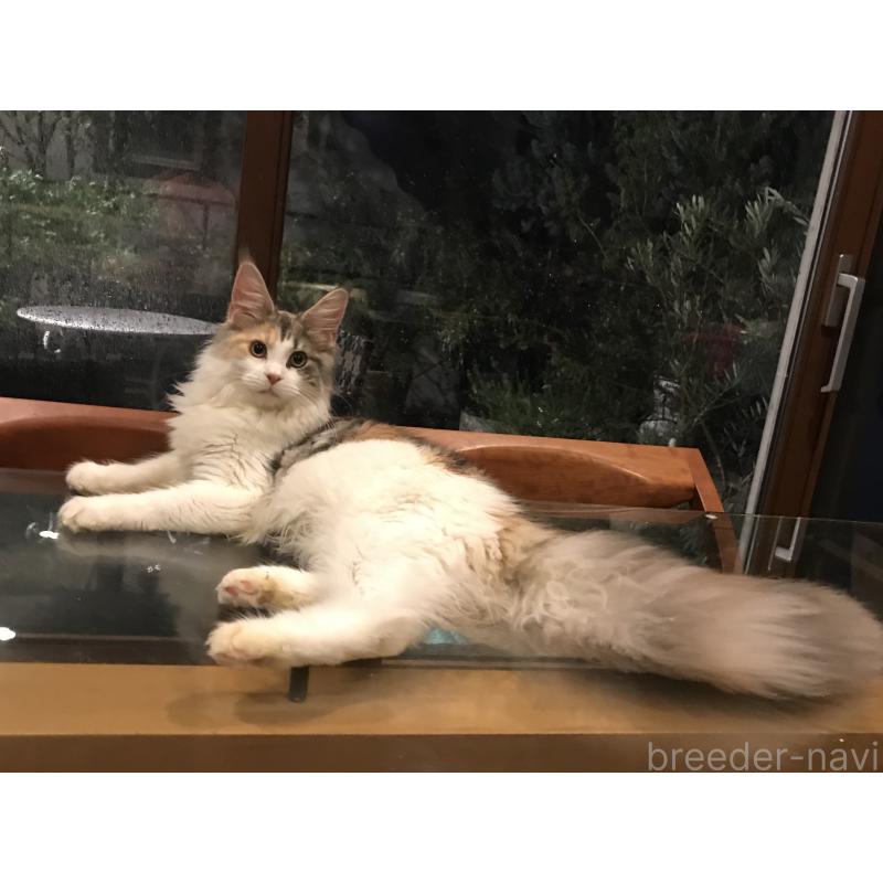 野口陽子ブリーダーの詳細