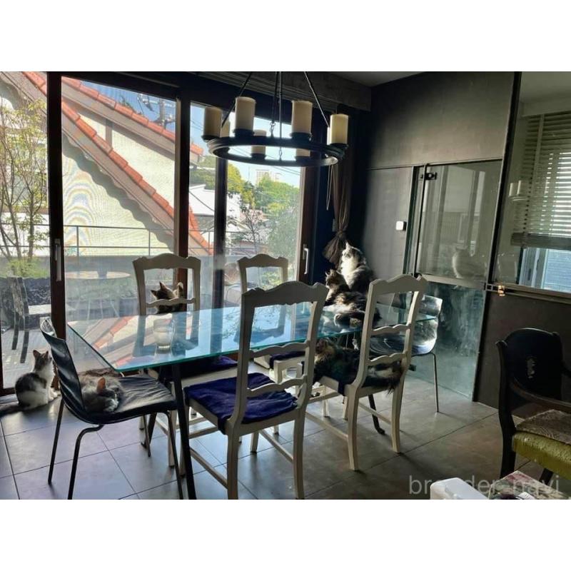 野口陽子ブリーダーの詳細