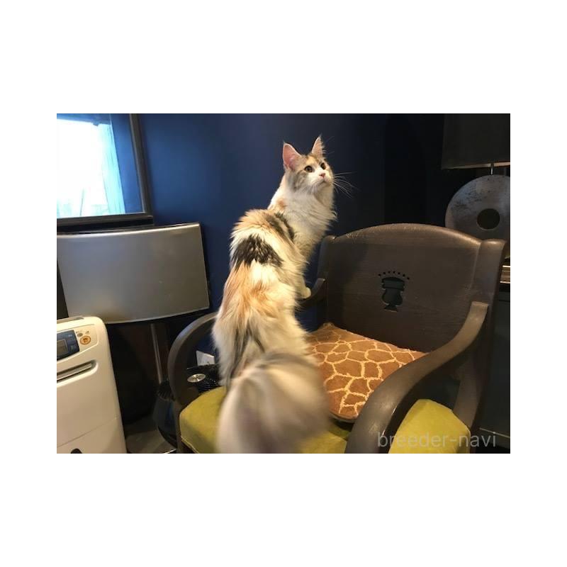 野口陽子ブリーダーの詳細