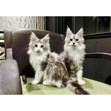 野口陽子ブリーダー