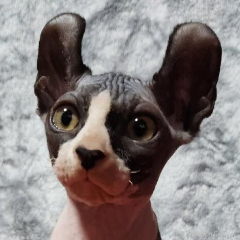 奥村欽司ブリーダーの詳細