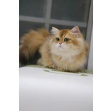 宮小平ブリーダー