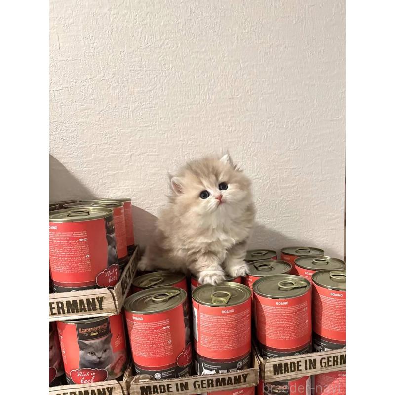 包瑞雨ブリーダーの詳細の1枚目