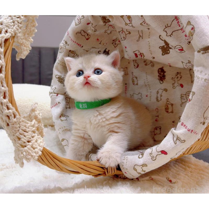 包瑞雨ブリーダーの詳細