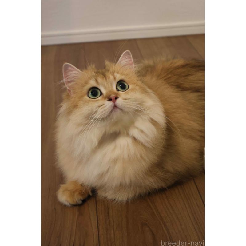 包瑞雨ブリーダーの詳細