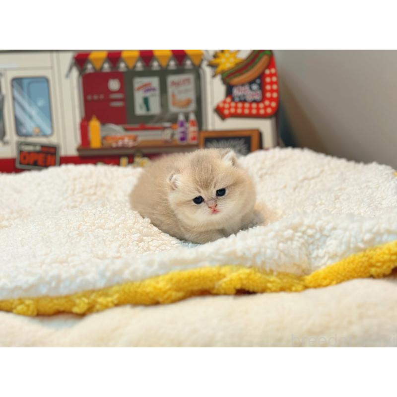 包瑞雨ブリーダーの詳細