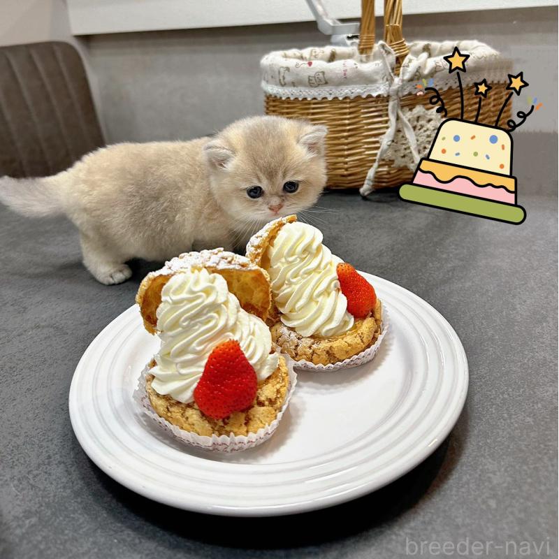 包瑞雨ブリーダーの詳細